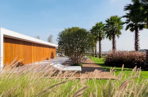 Palmeira De Saia Washingtonia 2 Metros Em Alphaville Jardim