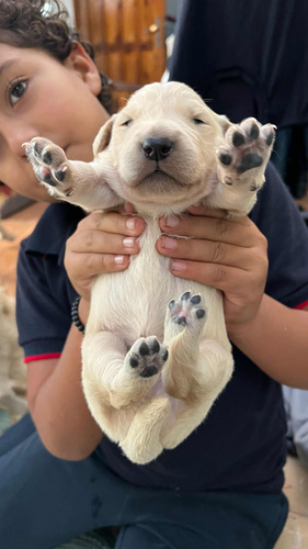 Cachorros Golden Puros