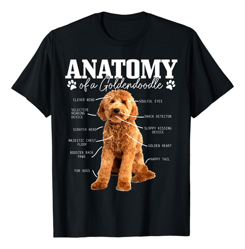 Anatomía De Un Goldendoodle Divertido Lindo Perro Doodle Mam