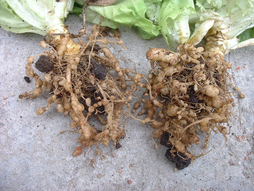 Nematicida Organico Extracto Higuera, Cempasúchil Anema 20 L