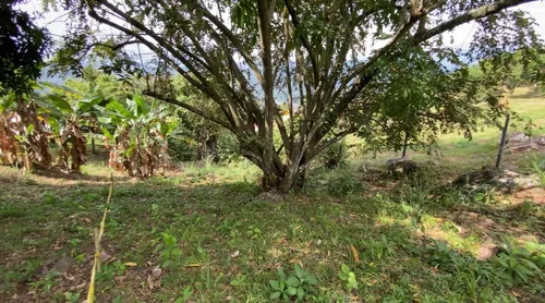 Vendo O Permuto Lote De 1300 M2 Vereda La Virginia - Mesitas Del Colegio (cundinamarca) Que Cuenta Con Escritura Pública Independiente. Libre De Demandas, Al Día De Impuestos, Entrega Inmediata.