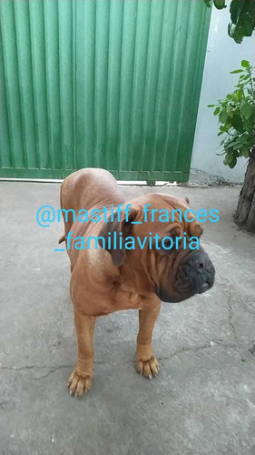 Imagem 4 de 5 de Filhotes Dogue De Bordeaux (máscara Negra/acaju)
