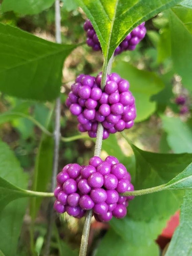 10 Sementes Amora Americana Callicarpa Beautyberry P/ Mudas