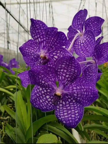 Isochillus, Cattleya Y Vanda Con Envío 