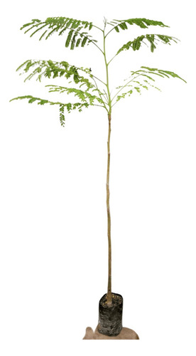 Planta Árboles De Crecimiento Rápido Y Poca Raíz