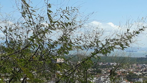 Imagem 5 de 9 de Terreno Em Córrego Grande, Florianópolis/sc De 507m² À Venda Por R$ 370.000,00 - Te412346-s