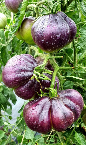 20 Semillas De Tomate Blue Pear - Sinyaya Grusha, Pera Azul 