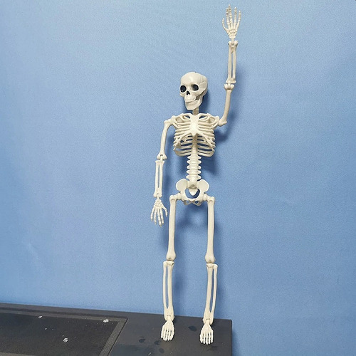 Imagen 9 de 10 de Calavera Esqueleto Estudio Medicina Halloween 40cm Alto