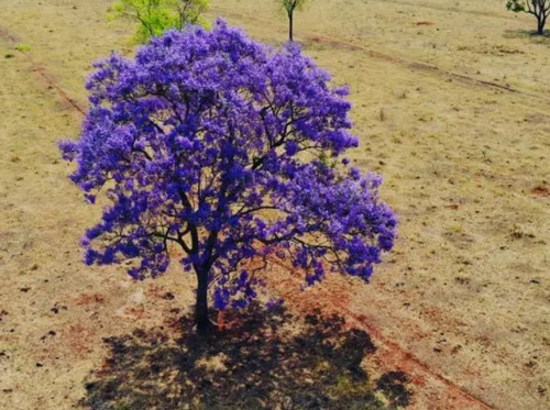 Guayacan Azul+ 50 Semillas De Regalo