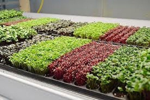 Endro / Aneto / Dill Para Microgreens - 10g = 6.300 Sementes