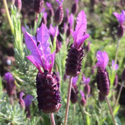 Imagen 1 de 2 de Lavanda (planta) , Lavanda Stoechas , Lavanda Española