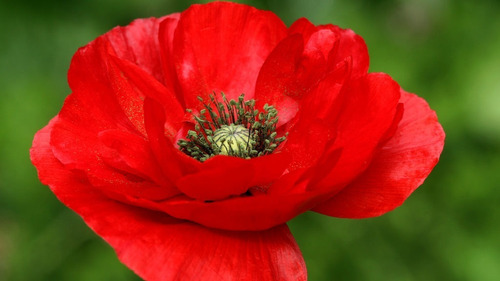 Oferta! 25 Semillas Flores Amapola Roja 