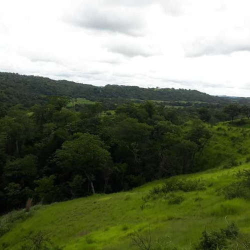 Imagen 20 de 20 de Finca Productiva Para Cria De Porcinos En Parapara De Ortiz
