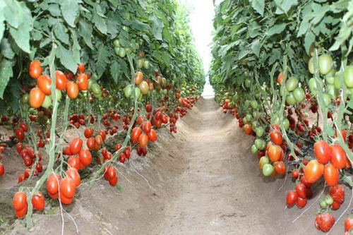 1 Millar Tomate Hibrido Indeterminado Cid F1