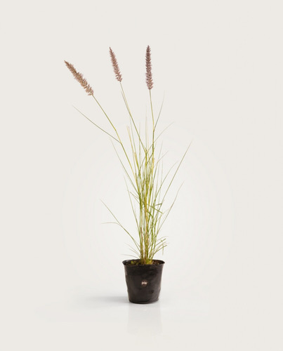 Cola De Zorro - Pennisetum Rupelli