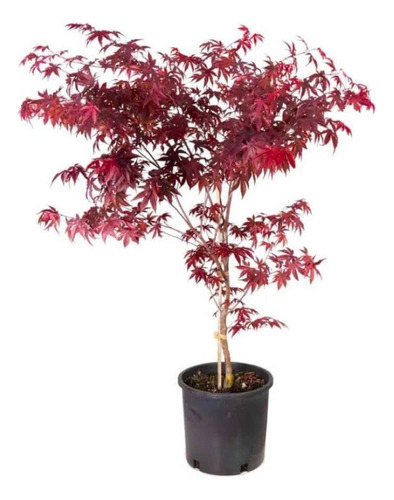 Acer Japonico Plantas