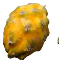 Comprar Mudas De Palora Do Equador Pitaya Autofertil C 4 Mudas