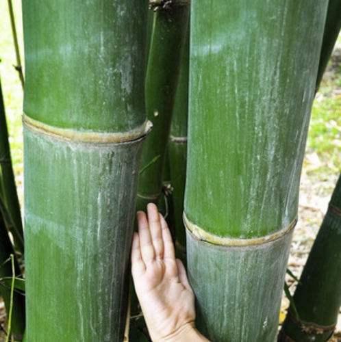 Kit Bambu Gigante,negro,morado,rojo,macho 300 Semillas C/u