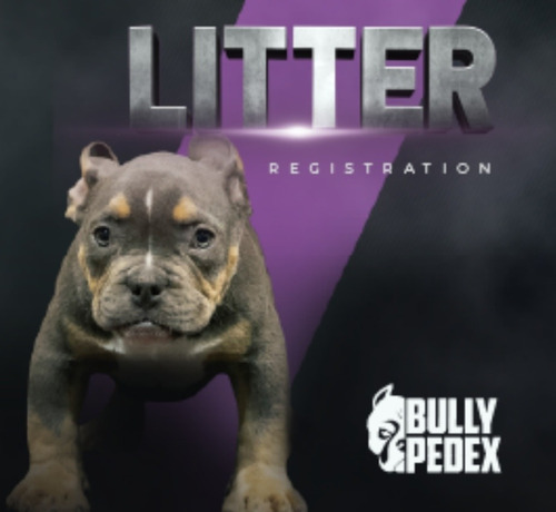 Bullypedex (link Permanente)