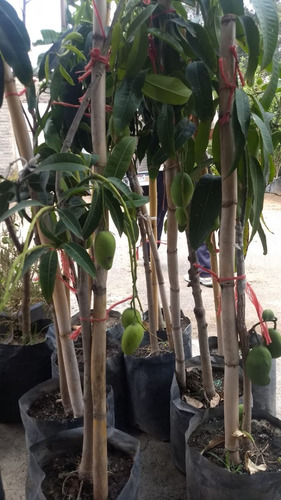 Mango Ataulfo ( Planta ) Mangifera Indica Injertada (Usado)
