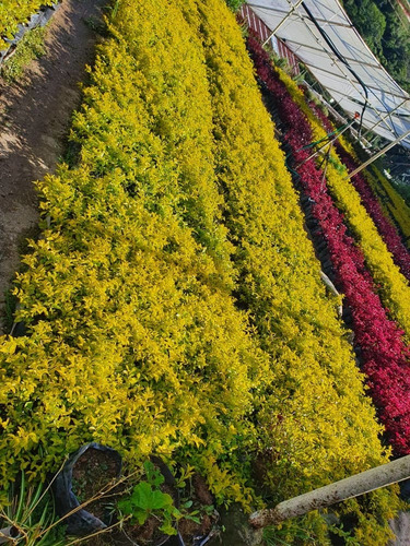 Plantas Ornamentales Y Frutales 