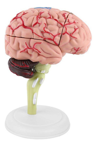 A Enseñanza De Anatomía Estructural Del Modelo De Cerebro