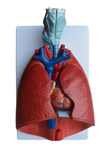 Modelo Anatómico Sistema Cardio Respiratorio
