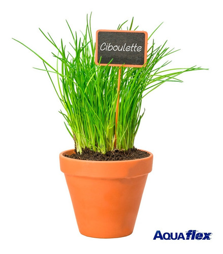 Imagen 4 de 7 de 100 Semillas Ciboullette Huerta Riego Aromaticas Aquaflex