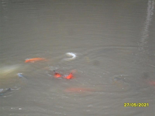 Imagem 4 de 14 de Excelente Chácara Com Piscina E Lagos Cod: 4448