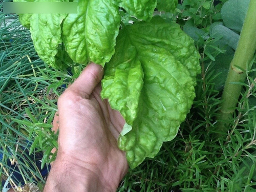 30 Semillas De Albahaca Gigante