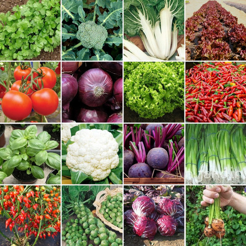 2460 Sementes Verduras E Legumes 35 Tipos Separados+ Brindes