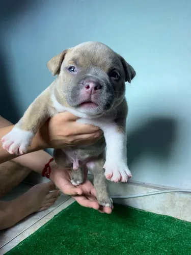American Bully Micro De Ojos Azules Mini Cachorros Perros