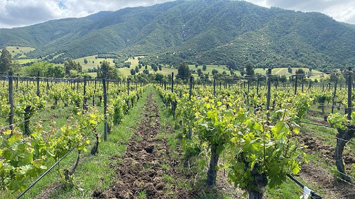 Santa Cruz - Viña 5.000 M2 - Fuegos De Apalta