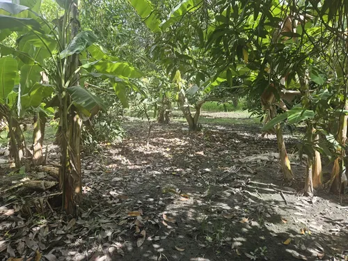 Oportunidad De Inversión Se Vende Finca En El Espinal,tolima