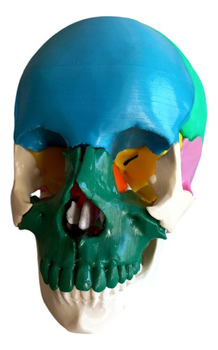 Cráneo Humano Cuerpo Humano Anatomico