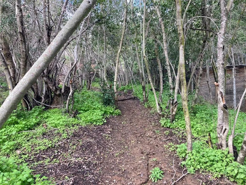Sitio En Venta En Curacaví