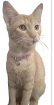 Comprar Collar Gata, Perra, Gargantilla De Strass Rosado Gargantilla Grande Adulto