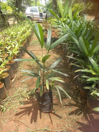 Muda De Palmeira Ráfia Ou Rhapis Excelsa Lindo Ornamental