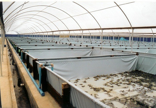 Imagem 11 de 14 de Sitio160.000m2,estrutura Criação Peixes(de Graça) 30km Praia
