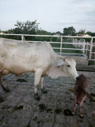 Imagen 7 de 30 de Se Vende Finca Ganadera En El Estado Barinas