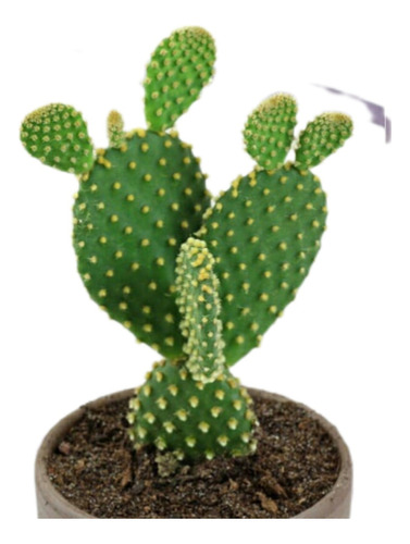 Opuntia Oreja De Ratón Amarillo