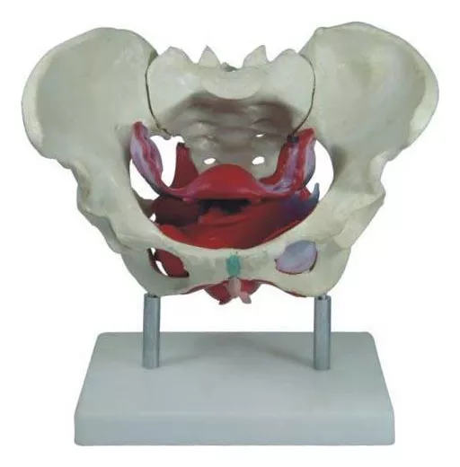 Primeira imagem para pesquisa de modelo anatomico gordura e musculo