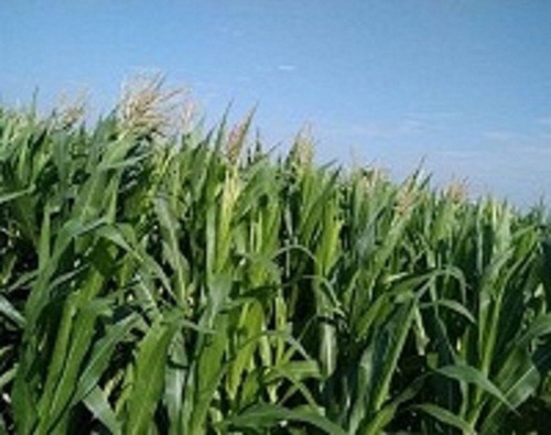 Imagen 2 de 7 de Se Vende Campo Mixto De 5060 Has En Bandera,santiago Del Estero
