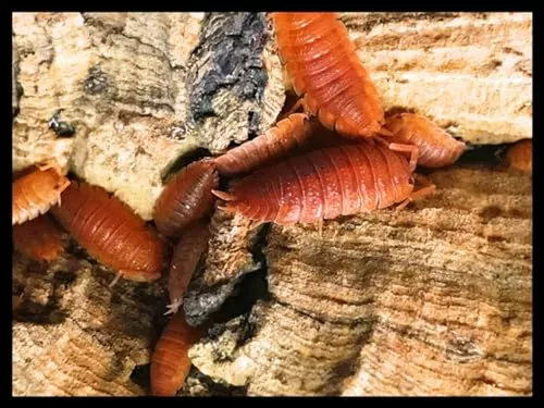 Isópodos Naranja Para Biohábitats De Anfibios-reptiles-inver