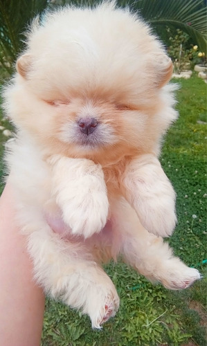 Pomerania Macho Cachorro Inscrito 