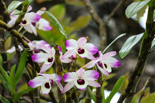Orquidea Dendrobium  Y Stanhopea Tigrina