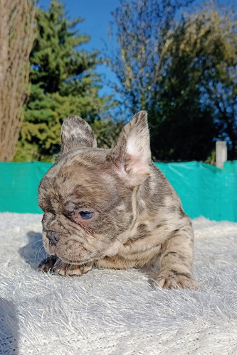 Bulldog Frances Blue Fawn Machito Sable Blue Sable