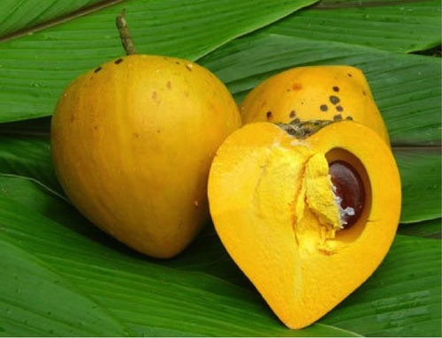 Chicozapote Amarillo