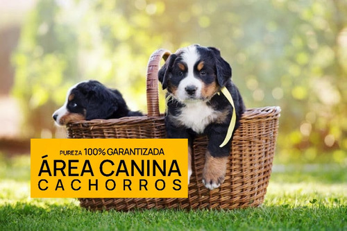 Boyero De Berna Cachorras Pureza Garan. Genetica 100% Pura