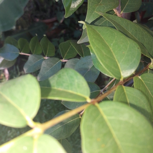 Para Infusiones. Hojas De Piranga